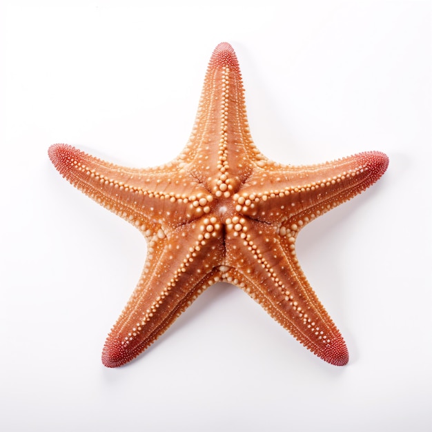 Isolated starfish on a white background ocean sea beach perfect for summer vacation design Flat lay top view with subtle shadows