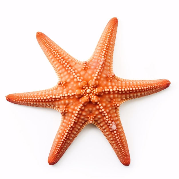 Изолированная морская звезда на белом фоне морского пляжа океана идеально подходит для дизайна летних каникул. Плоский вид сверху с тонкими тенями