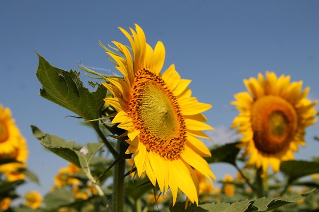 Isolated sunflower against a blue sky