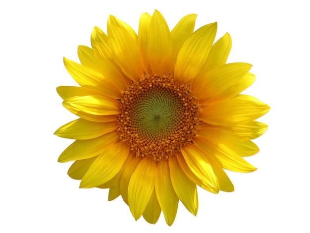 Isolated sunflower on white background