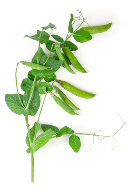 Isolated sweet green peas with green leaves.