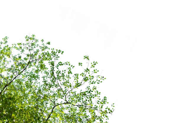 Foto isolato del ramo di un albero per la decorazione di ecologia