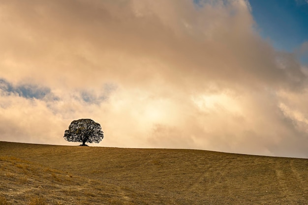 Albero isolato nella dehesa delle montagne orientali di granada