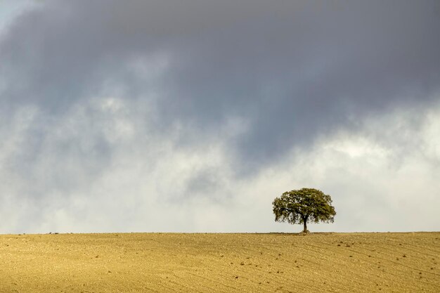 Isolated tree in the dehesa of the eastern mountains of granada
