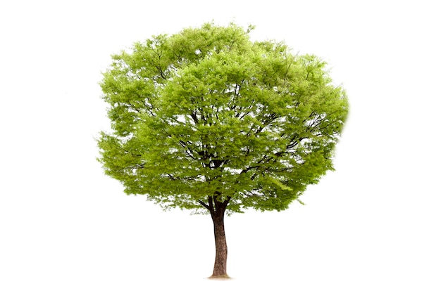 Isolated of tree for ecology decoration