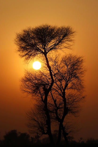 isolated tree silhouette