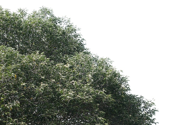 Isolated tree on white background