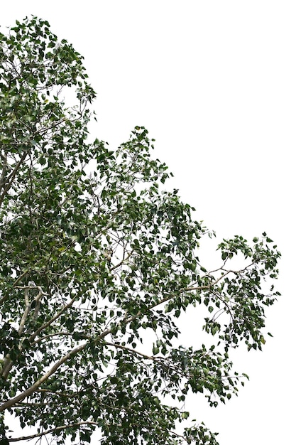 Isolated tree on white background