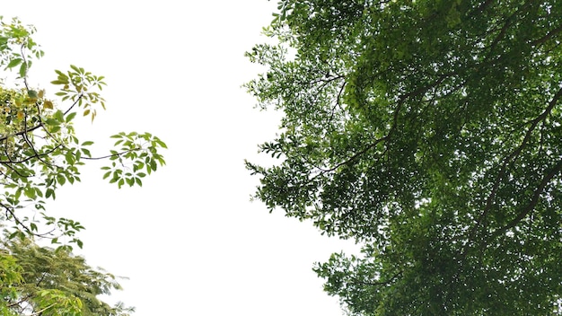 흰색 배경에 고립 된 나무