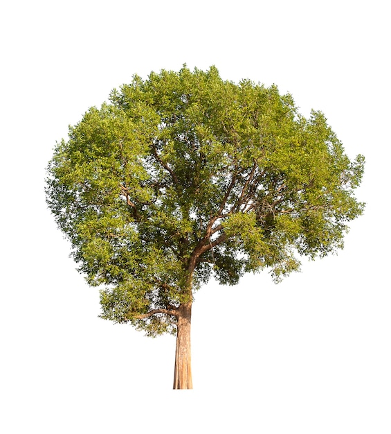 Photo isolated tree on white background