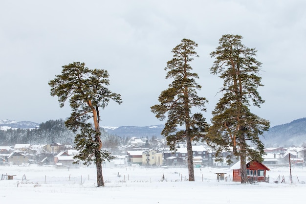 Фото Изолированные деревья в снегу знаменитый зимний курорт бакуриани