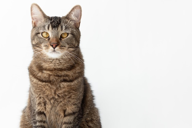 Isolated tricolor cat with yellow eyes looking aside on white background