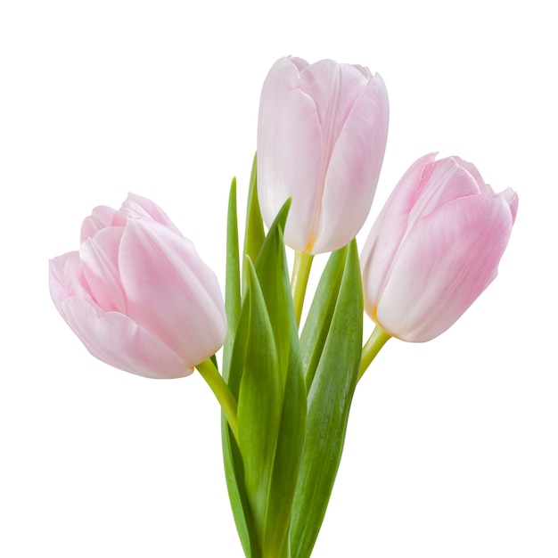 Isolated tulip flowers for holiday design, isolated on white wall