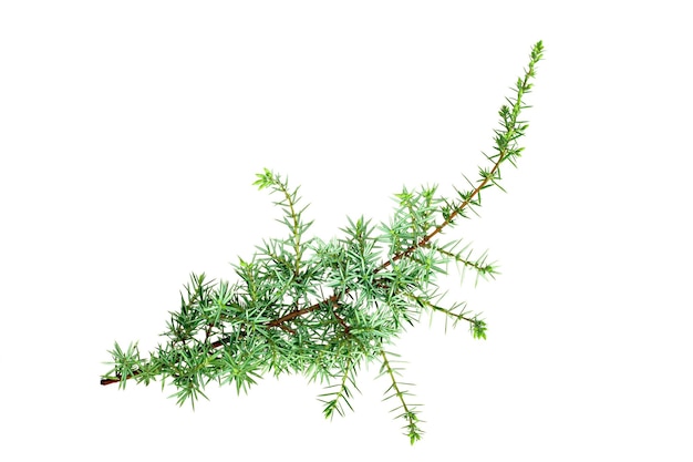 Isolated twig of juniper on a white background