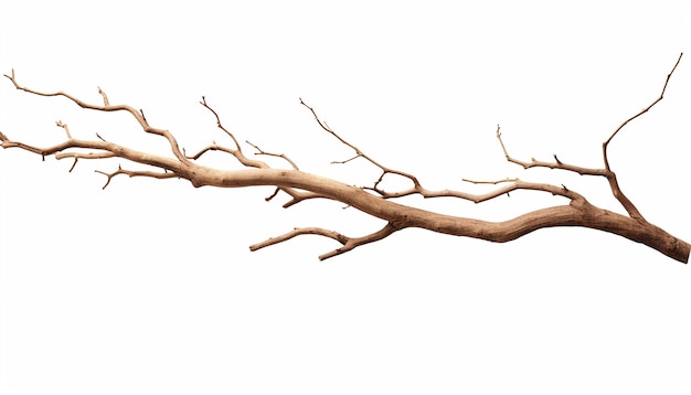 Isolated Twig Side View