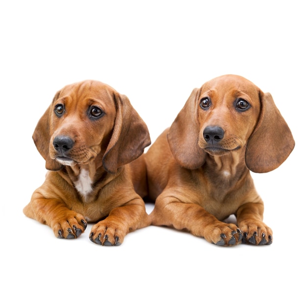 Isolated two Dachshund puppies sitting