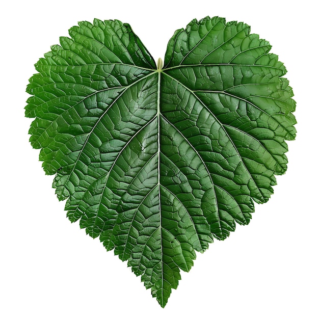 Photo isolated urtica leaf with heart shaped toothed leaf shape and deep gr on clean background clipart