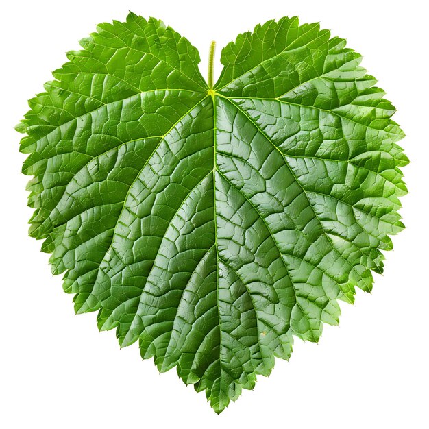 Photo isolated urtica leaf with heart shaped toothed leaf shape and deep gr on clean background clipart