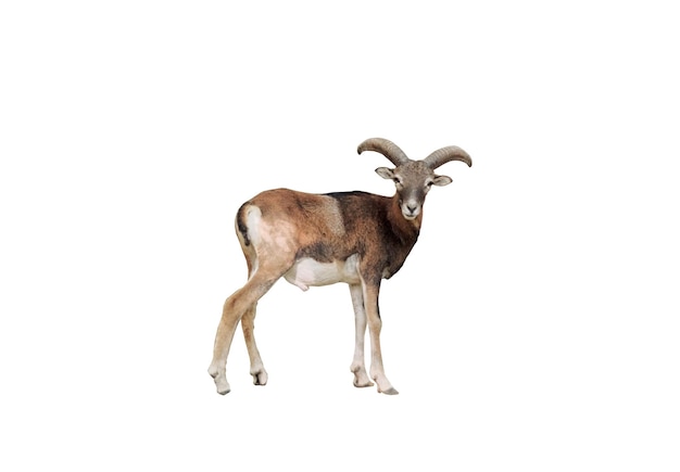Изолированный вид взрослого самца горного козла с большими рогами