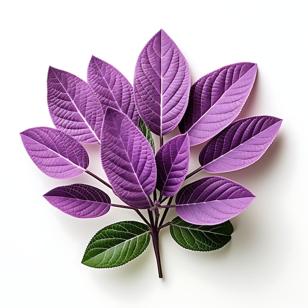 Photo isolated view of a sprig of lavender leaves capturing their photoshoot top view and professional 0