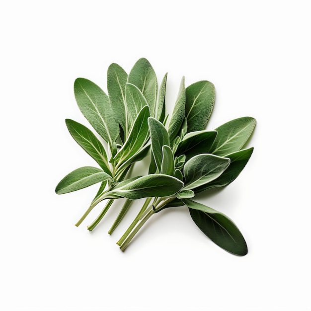 Isolated View of a Sprig of Sage Emphasizing Its Velvety Lea Photoshoot Top View and Professional