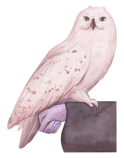 Hedwig drawing by ChaliceOfSouls on DeviantArt
