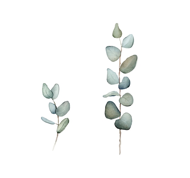 Изолированные акварельные зеленые листья эвкалипта на белом фоне могут быть использованы для оформления новогодних поздравительных открыток, салфеток, бумажной книжной иллюстрации