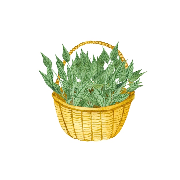 Isolated watercolor painted basket wicker basket with twigs leaves grass