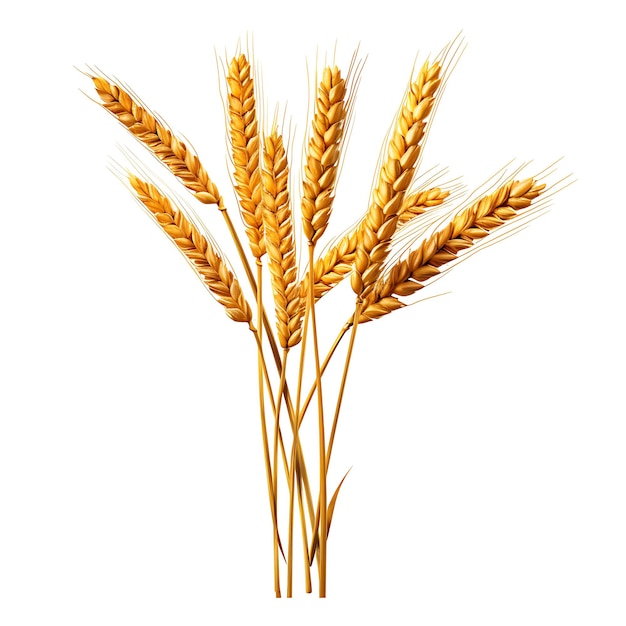 Isolated of Wheat Grain Kernel Color Golden Form Tall Stalks Bountiful on White Background Photo