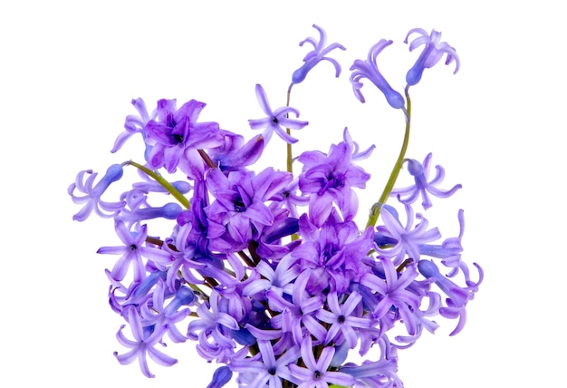 Isolated on white background bouquet of blue flowers and purple flowers