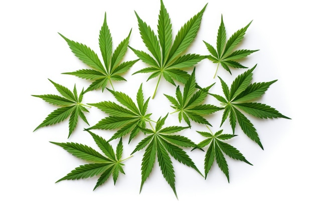 Isolated white background medical marijuana leaves grow