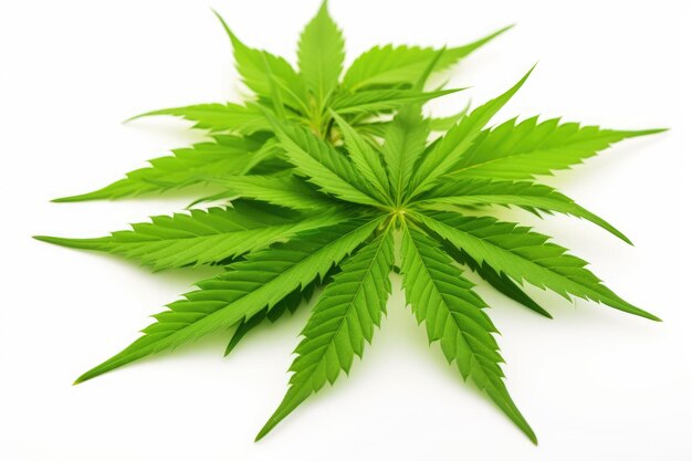 Isolated white background medical marijuana leaves grow