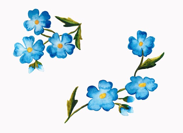 Photo isolated on white background watercolor figure flowers forgetmenot