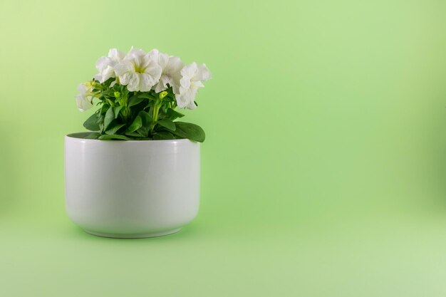 Isolated white petunias on green background