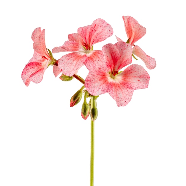 Isolated on white surface, pink flowers