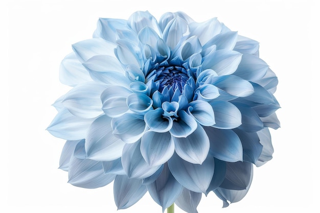 Photo isolated on white with clipping path light blue flower with a shag on top dahlia flower