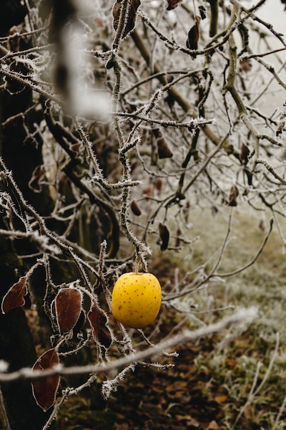 Isolated yellow apple in a fruit tree in winter