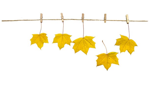 Isolated yellow autumn maple leaves attached clothespins on a rope on a white background Clipart