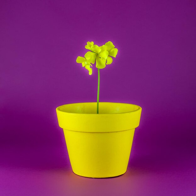 Isolated yellow flowers and flowerpot