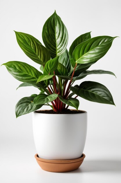 Isoleer Chinese Evergreen plant tegen witte muur binnenplant decoratie mock-up