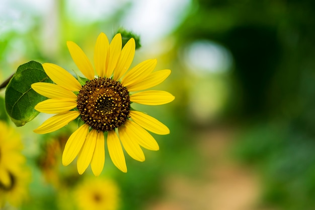 Isoleer zonnebloem in het veld