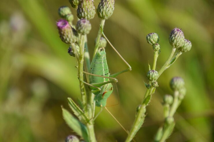 Foto isophya op de stengels van de tuberkel vleugelloze sprinkhaan isoph