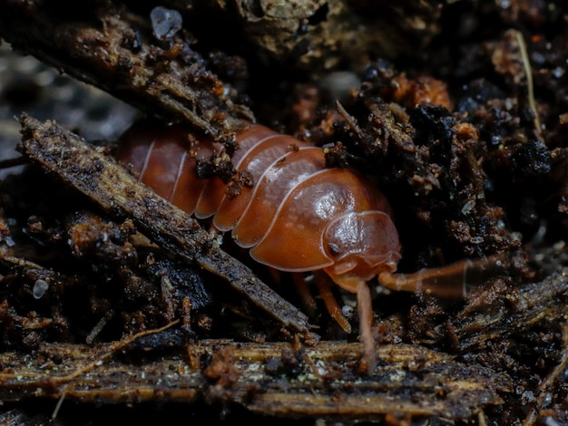 isopod in nature insect bug bivalve