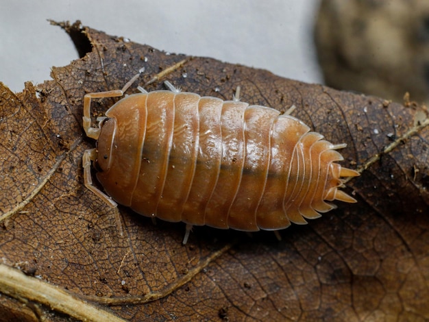 isopod in nature insect bug bivalve