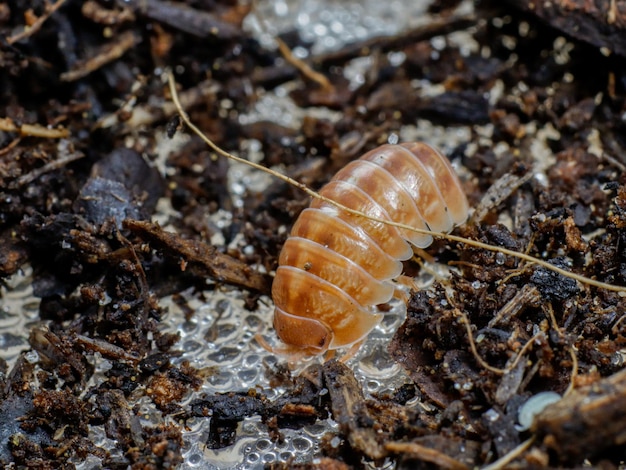 Foto isopode in natura insetto bivalve