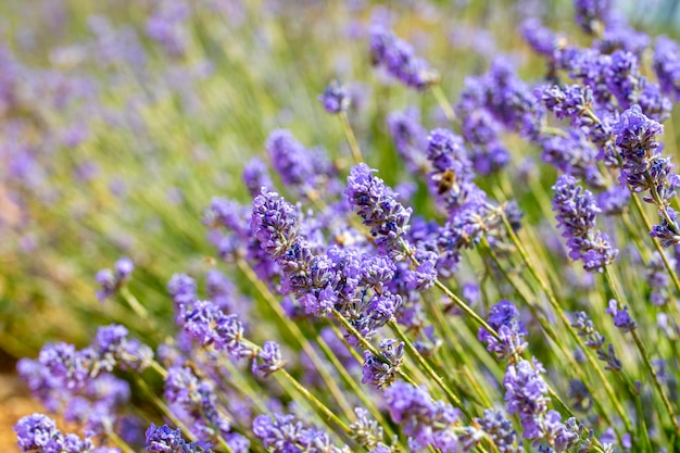 Isparta lavender gardens view - Kuyucak village - Turkey