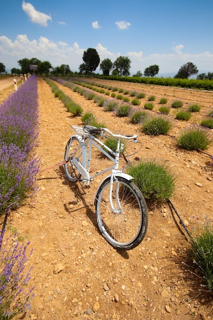 Isparta lavender gardens view - Kuyucak village - Turkey