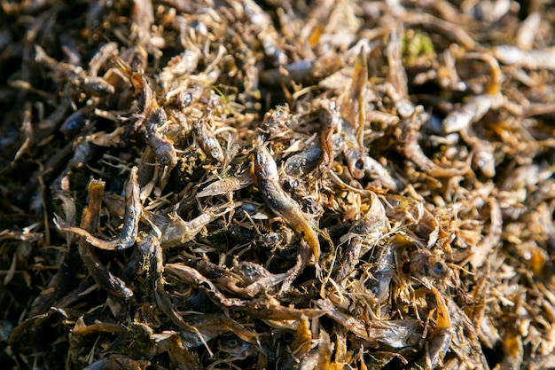 The Ispi is a type of small fish typical of Lake Titicaca they are eaten whole and fried