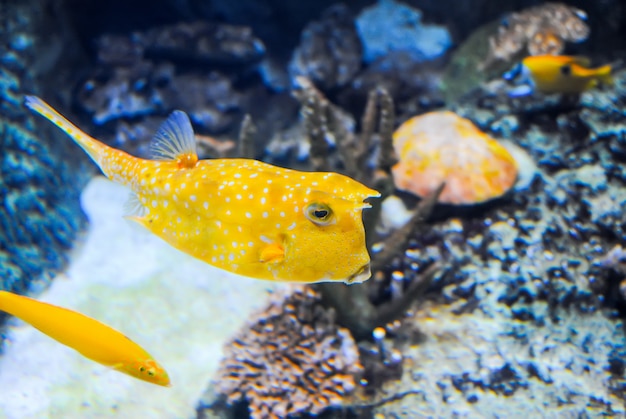 Istanbul Aquarium received visitors after restoration.