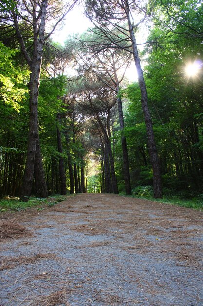 Istanbul Belgrade Forest Dirt road between pine trees endemic pine trees